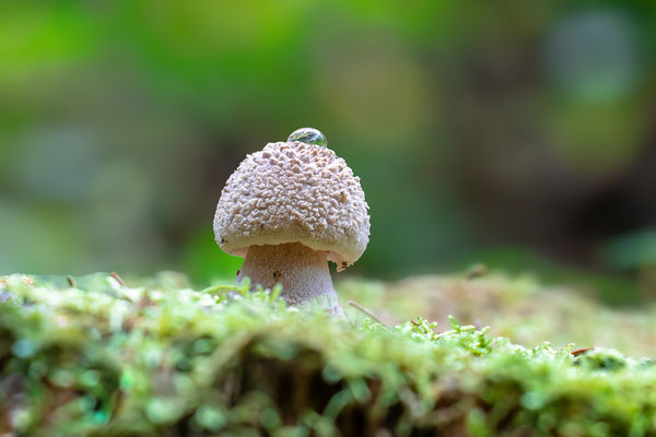 Pilzwelt im Modenbachtal