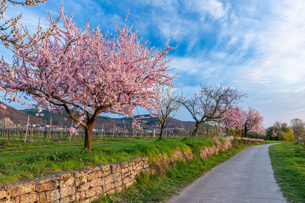 Mandelblüte bei Gimmeldingen