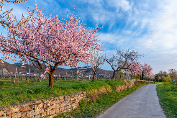 Mandelblüte bei Gimmeldingen