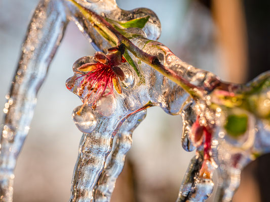 Frostschutzberegnung an Pfirsichblüten bei Neustadt