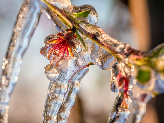 Frostschutzberegnung an Pfirsichblüten bei Neustadt