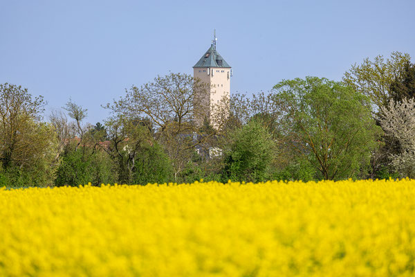 Rapsblüte bei Lachen-Speyerdorf