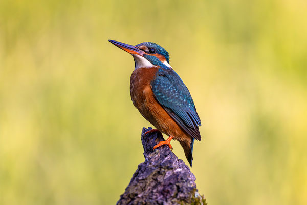 Eisvogel