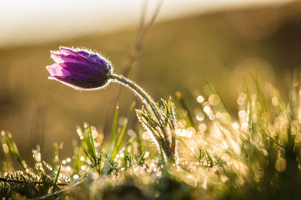 Küchenschellenblüte bei Falkenstein
