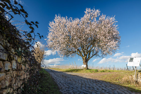 Jesuitenmandel in Forst