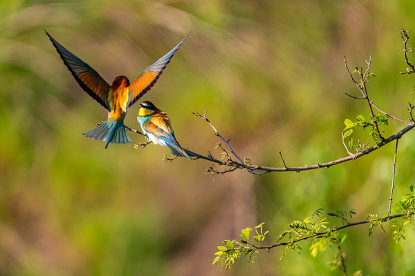 Bienenfresser