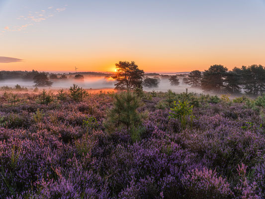 Bodennebel in der Mehlinger Heide