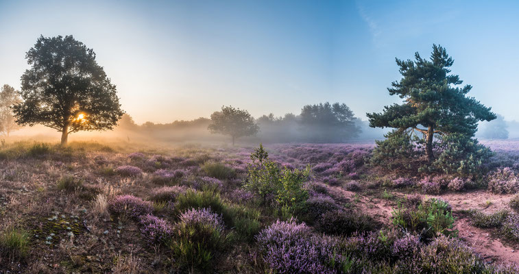 Sonnenaufgang in der Mehlinger Heide