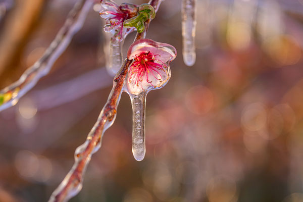 Vereiste Pfirsichblüten bei Neustadt