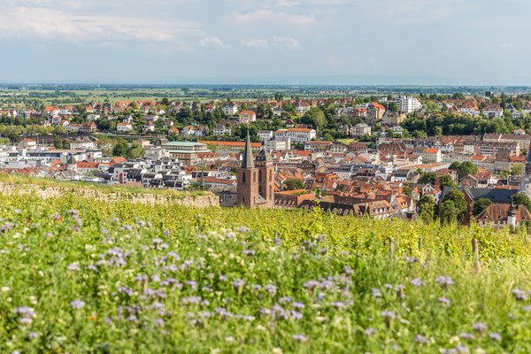 In den Weinbergen über Neustadt