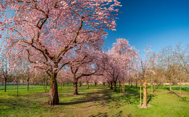 Kirschblüte im Schwetzinger Schlossgarten