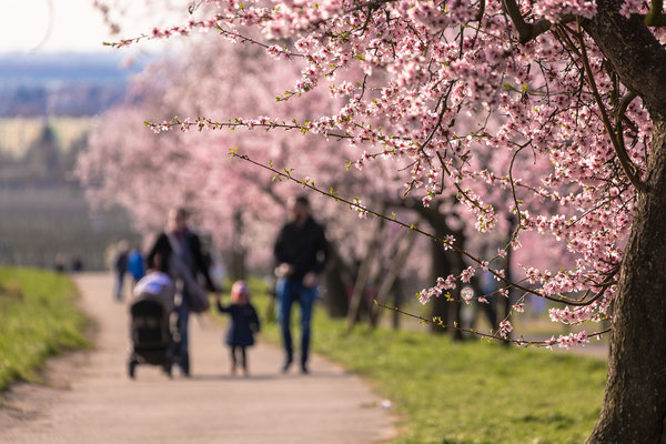 Mandelblüte in Gimmeldingen