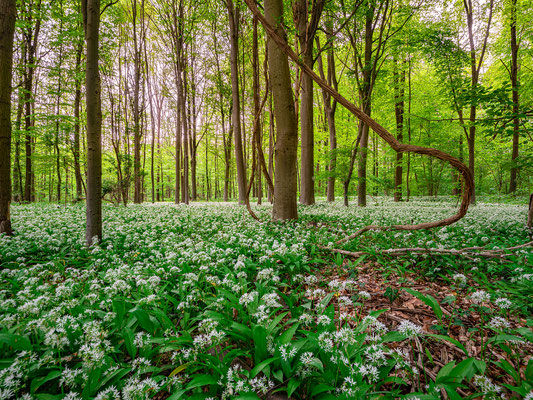 Bärlauchblüte in den Hördter Rheinauen