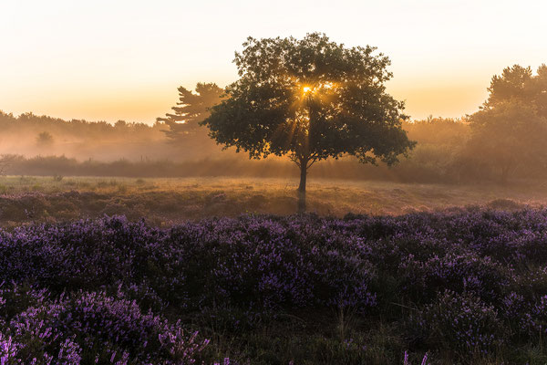 Sonnenaufgang im Frühnebel