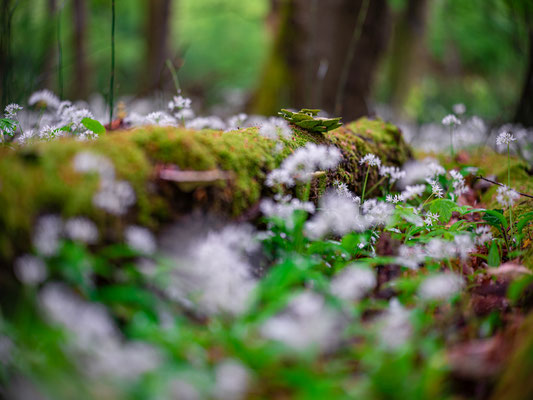 Bärlauchblüte bei Jockgrim