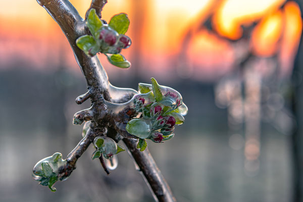 Frostschutzberegnung bei Neustadt