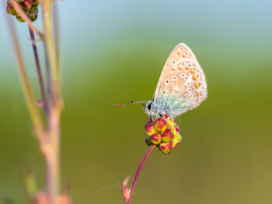 Bläuling auf einer Wiese bei Duttweiler