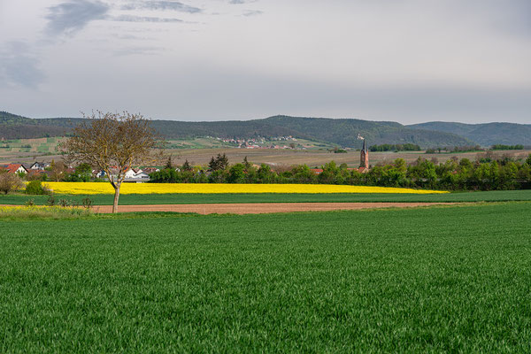 Rapsblüte bei Kapellen-Drusweiler