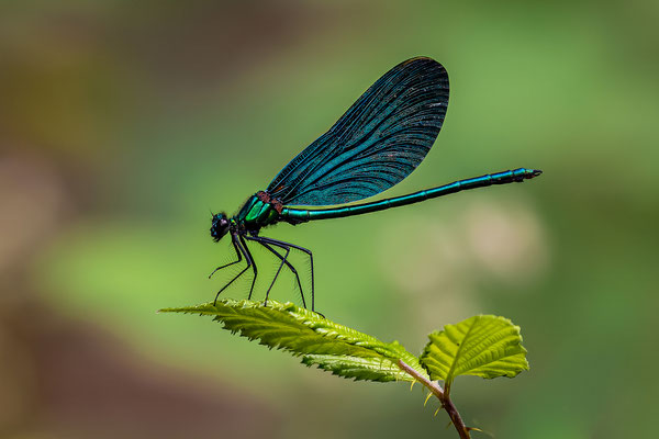 Prachtlibelle