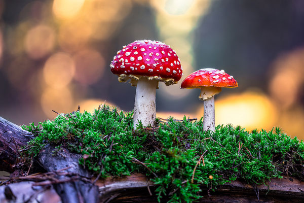 Fliegenpilze im Herbstwald an der Kalmit