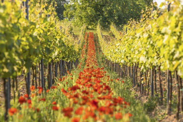 Mohnblüten im Weinberg, 75 x 50 cm, Alu-Dibond, Rückseitige Hängung mit Aluminiumschiene, 200 €