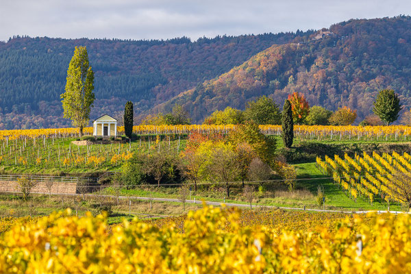 Herbstfarben in der Pfalz