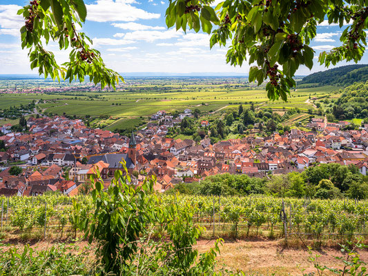 Aussicht auf Sankt Martin und die Rheinebene