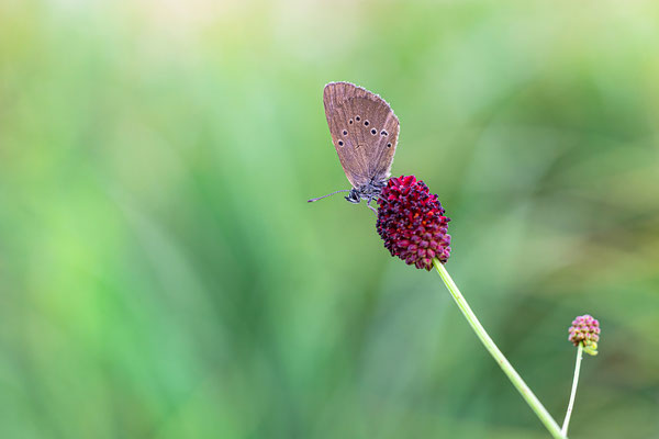 Sehr seltene Art: Dunkler Wiesenknopf-Ameisenbläuling