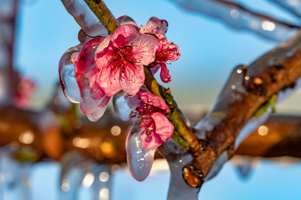 Frsotschutzberegnung bei den Pfirsichblüten