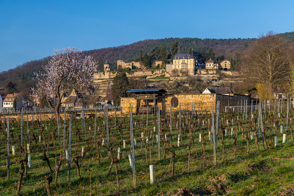 Frühling in Haardt
