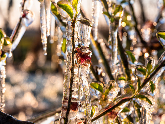 Frostschutzberegnung an Pfirsichblüten bei Neustadt