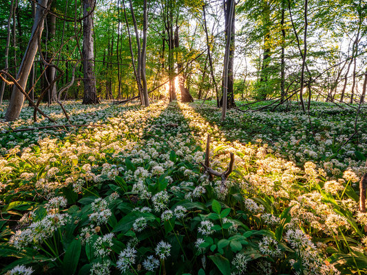 Bärlauchblüte bei Jockgrim