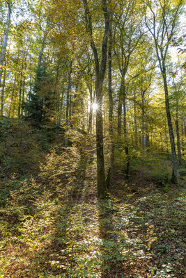 Herbstwald bei Eppenbrunn