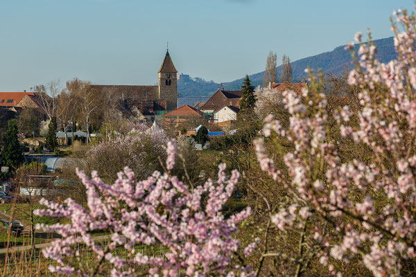 Mandelblüte in Gimmeldingen