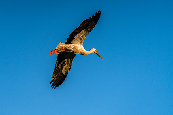 Vogelwelt in den Queichtalwiesen