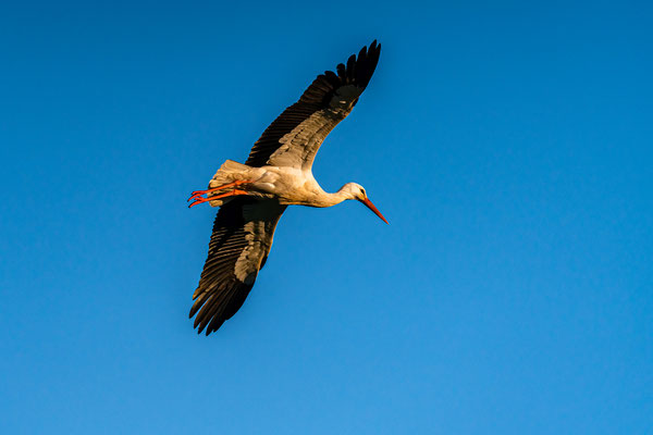 Vogelwelt in den Queichtalwiesen
