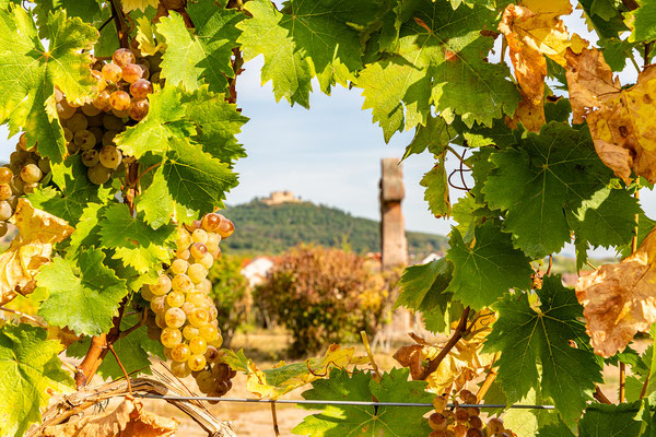 Blick durch die Weinreben zum Hambacher Schloss