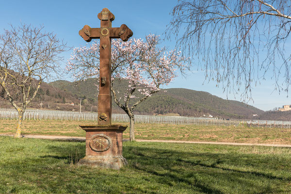 Mandelblüte bei Maikammer