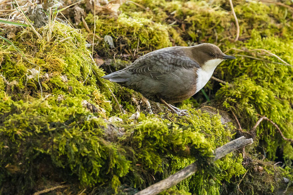 Wasseramsel an der Quelle des Doubs im franz. Jura