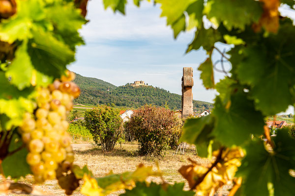 Blick durch die Weinreben zum Hambacher Schloss