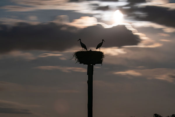 Störche im Licht des Vollmondes