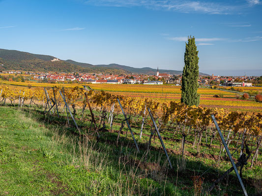 Blick auf Maikammer und Hambacher Schloss