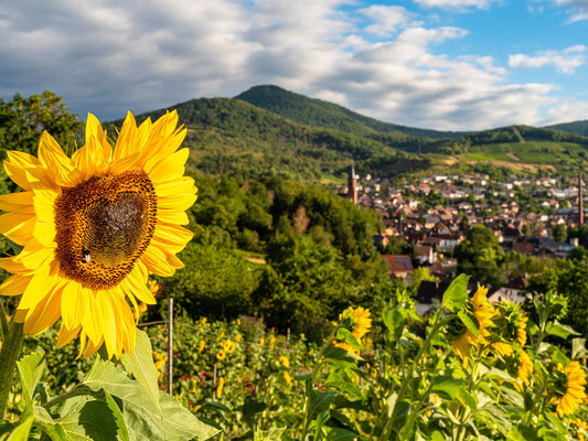 Blick auf Albersweiler