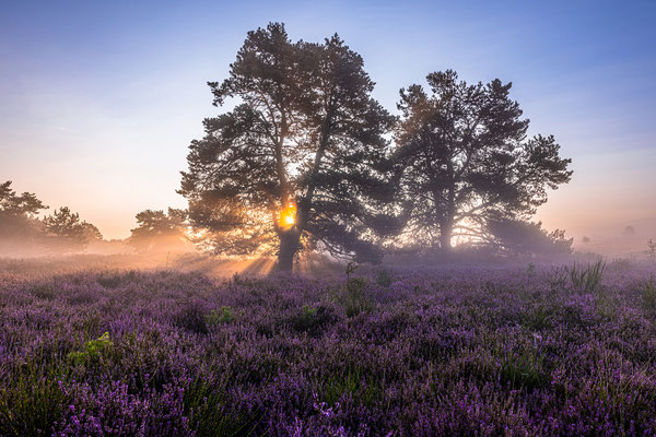 Sonnenaufgang in der blühenden Mehlinger Heide