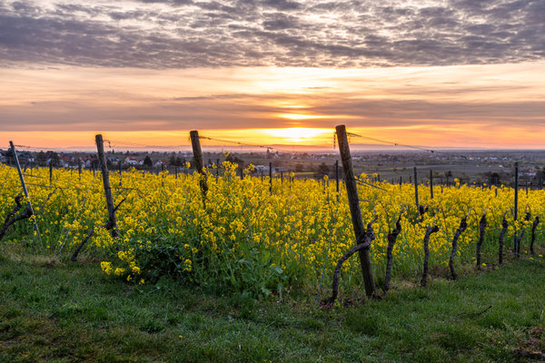 Sonnenaufgang in den Weinbergen von Haardt