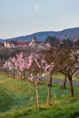 Mandelblüte bei Gimmeldingen