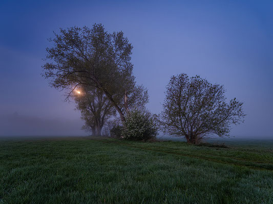 Morgennebel bei den Geinsheimer Wiesen
