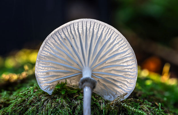 Herbst im Gimmeldinger Tal