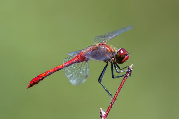 Rote Heidelibelle