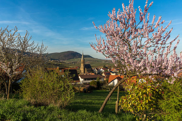 Mandelblüte bei Birkweiler